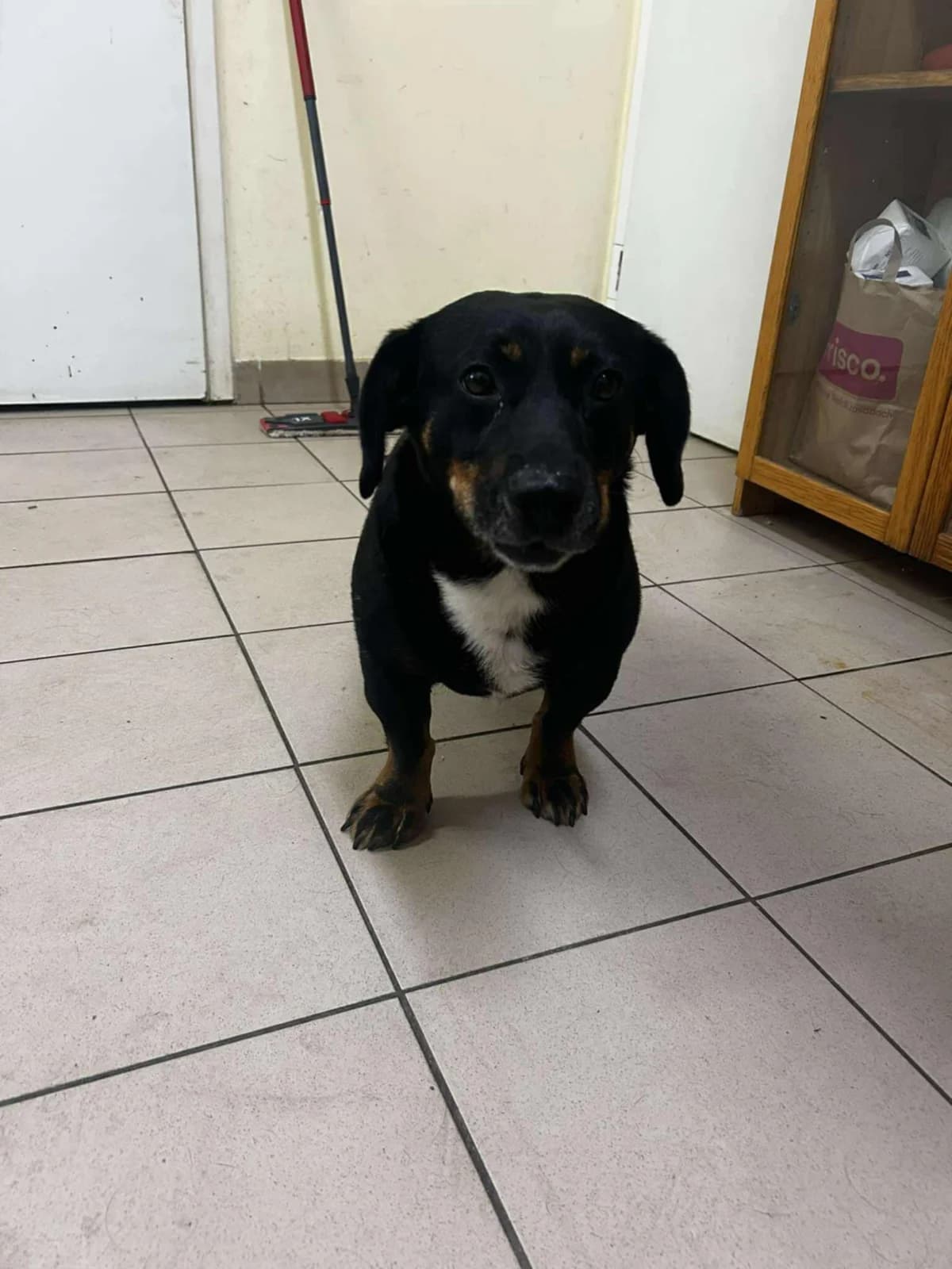 Fester, male senior Mixed Breed for adoption at Fundacja Wzajemnie Pomocni