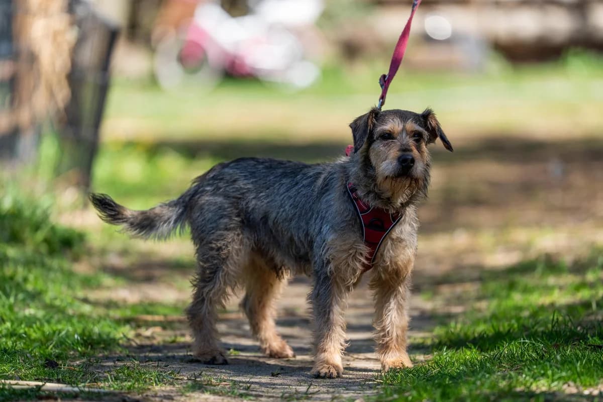 Flint, Mixed Breed (Fundacja Wzajemnie Pomocni)