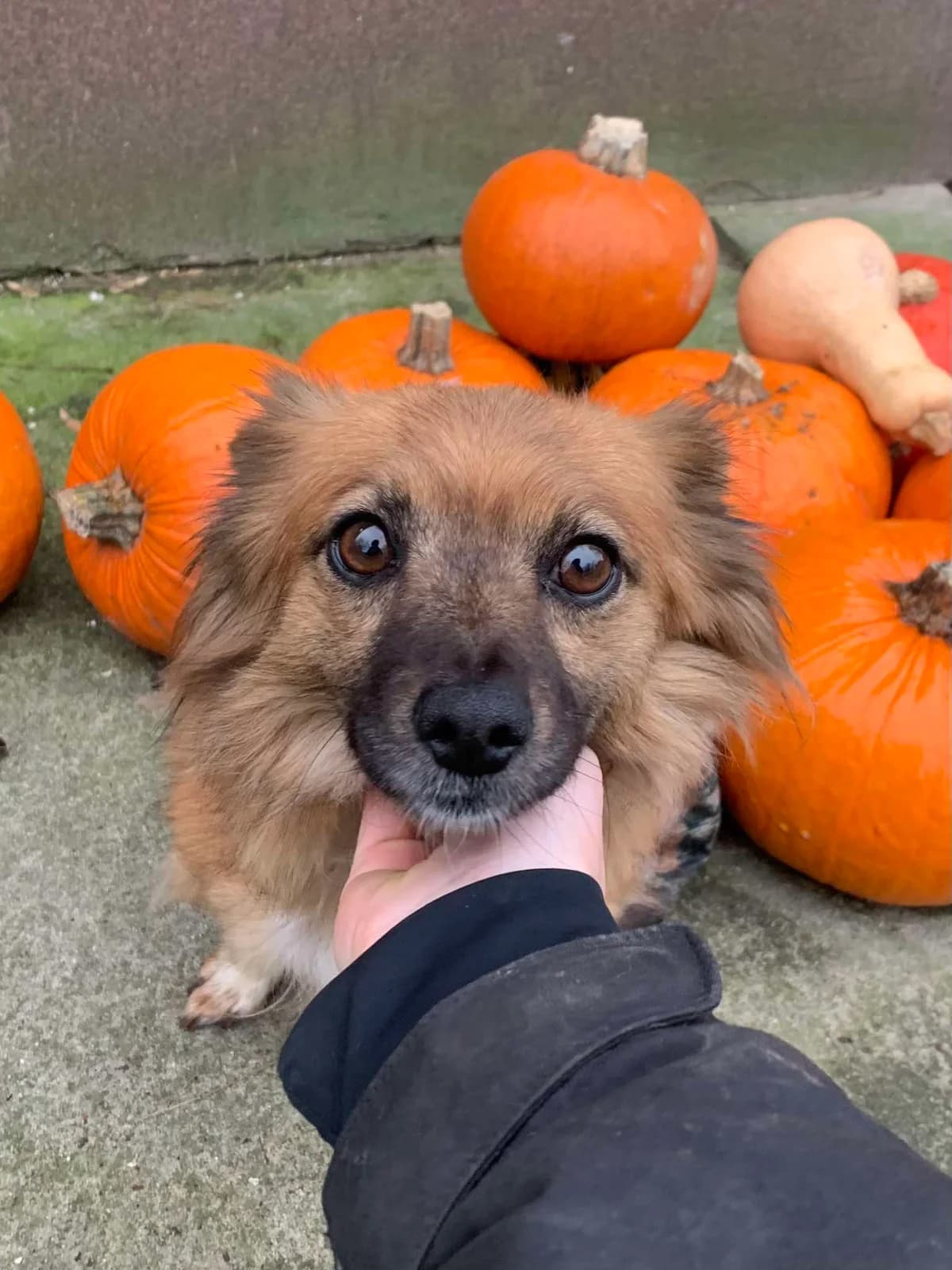 Frania, Mixed Breed (Fundacja Wzajemnie Pomocni)