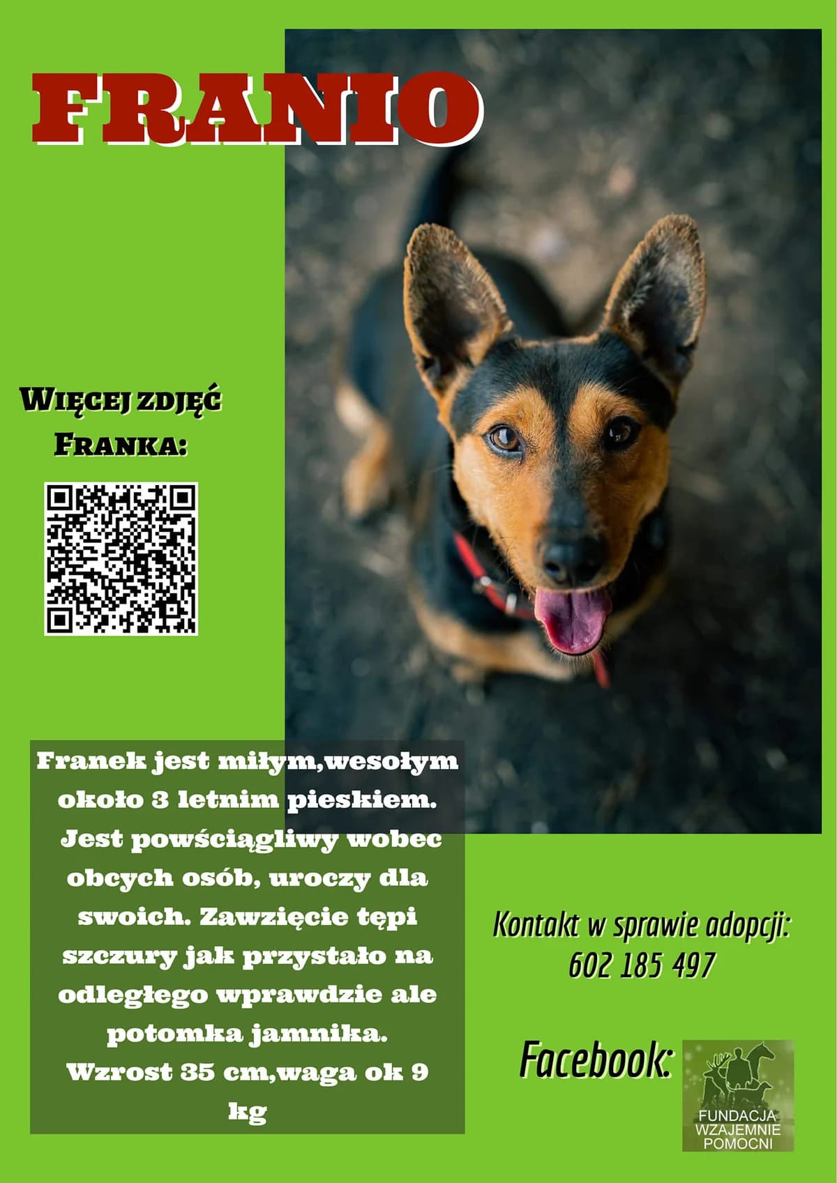 Franio, Mixed Breed (Fundacja Wzajemnie Pomocni)