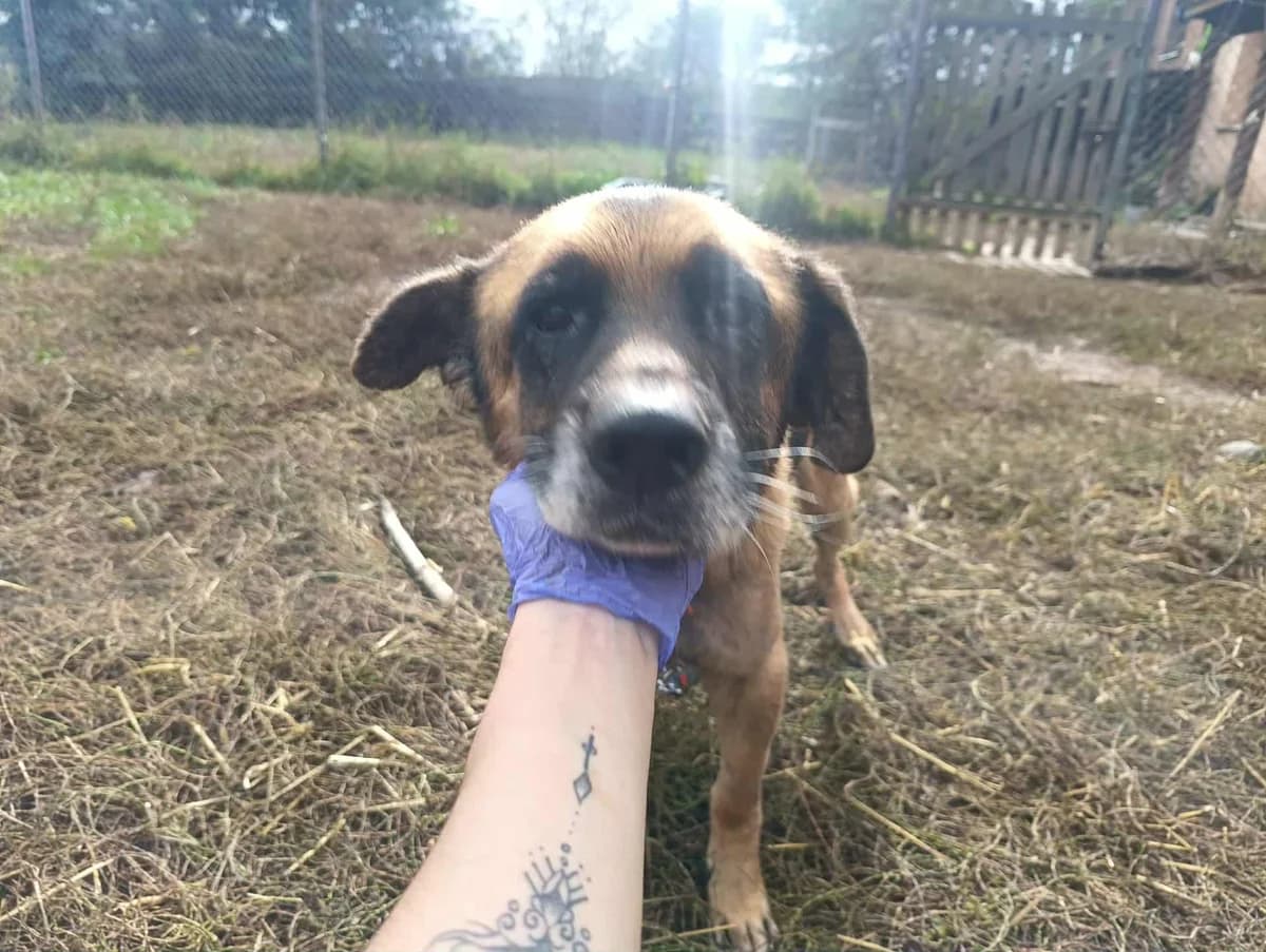 Gimli, Mixed Breed (Fundacja Wzajemnie Pomocni)