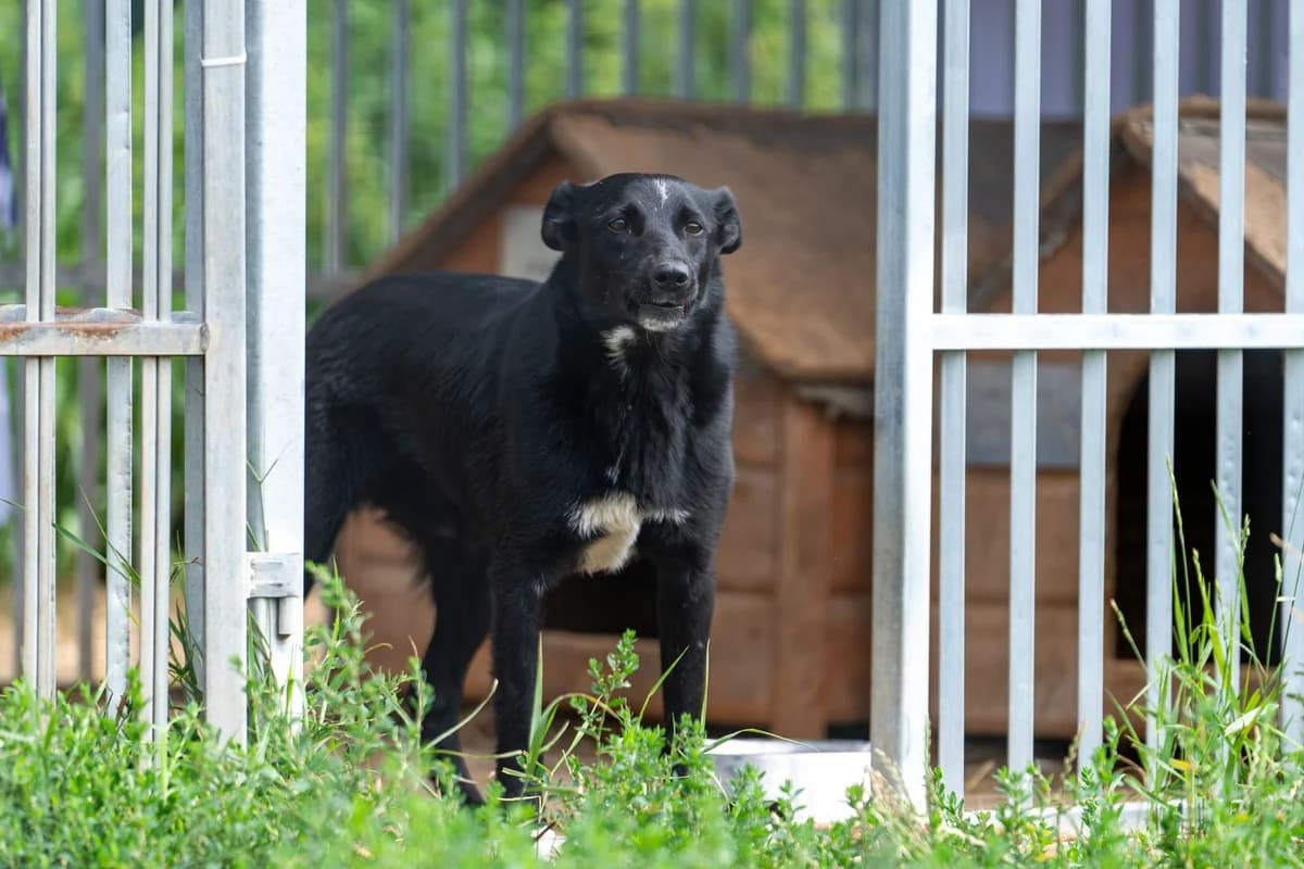 Gita, Mixed Breed (Fundacja Wzajemnie Pomocni)