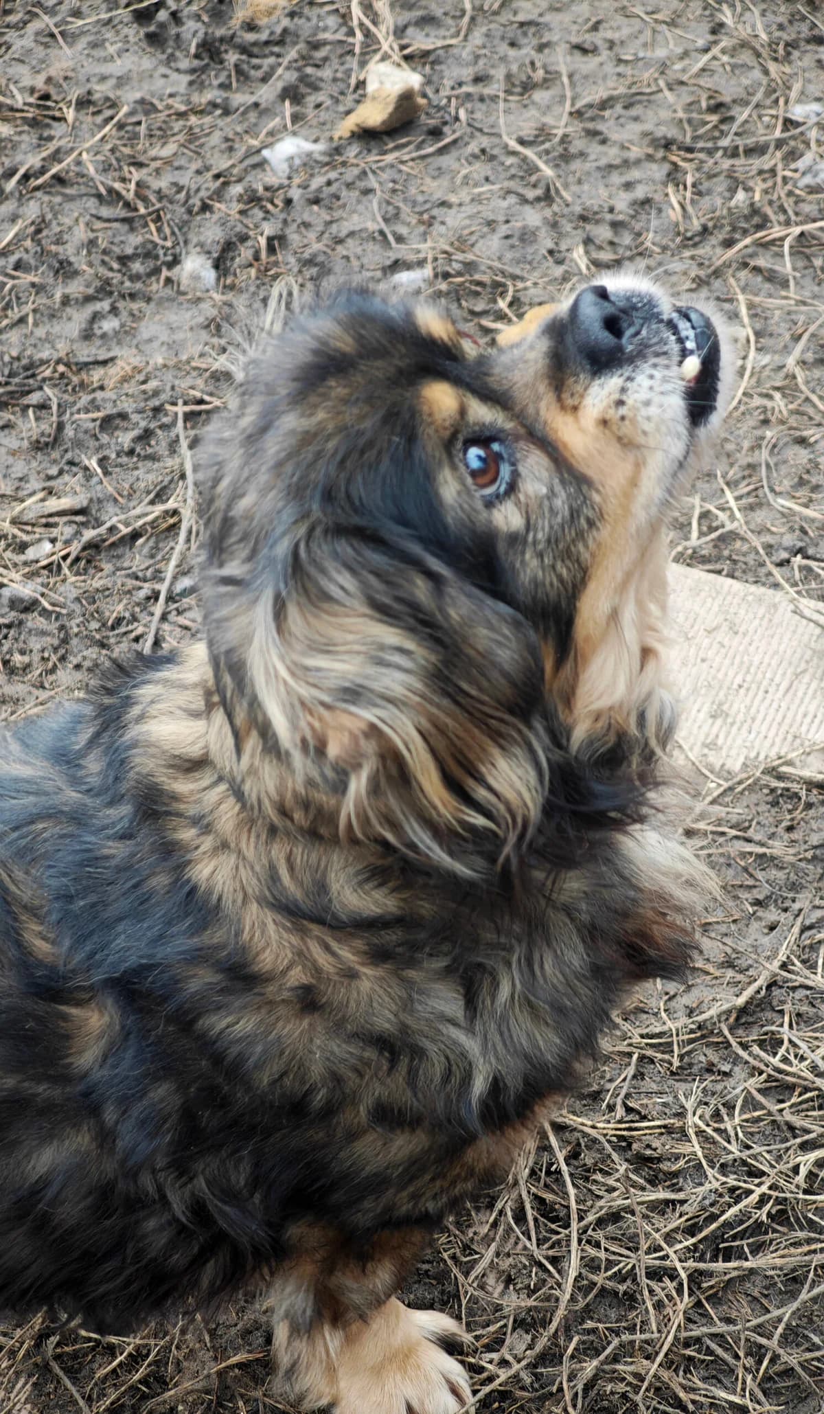 Gremlin, Mixed Breed (Fundacja Wzajemnie Pomocni)