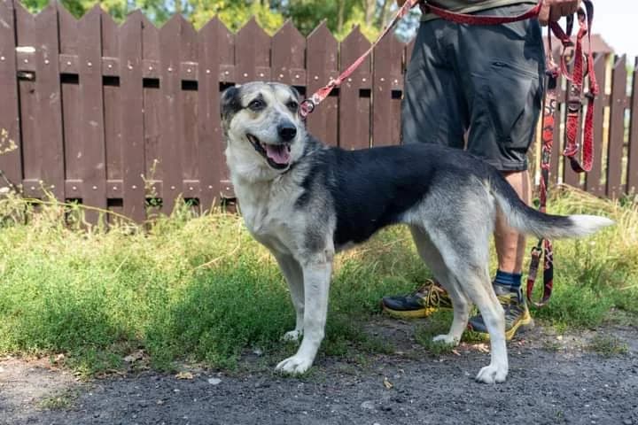 Halinka, Mixed Breed (Fundacja Wzajemnie Pomocni)
