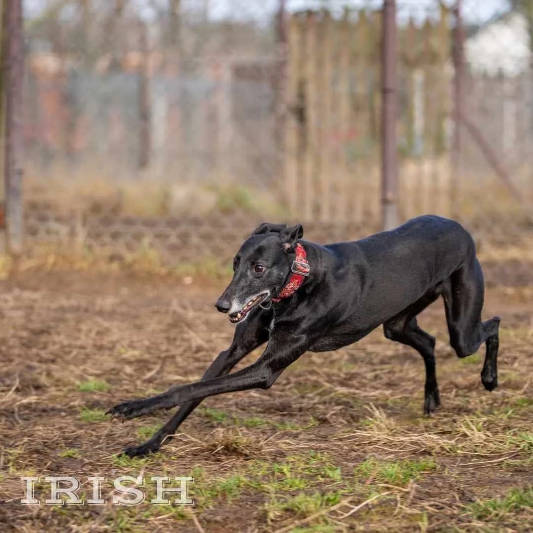 Irish,  Mixed Breed for adoption at Fundacja Wzajemnie Pomocni