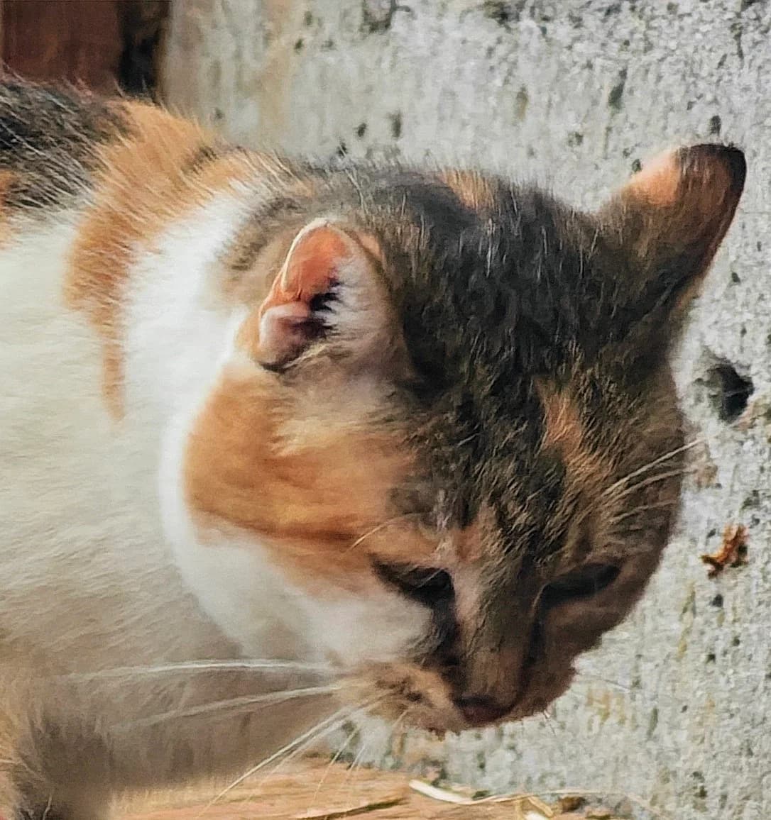 Jaga,  Mixed Breed for adoption at Fundacja Wzajemnie Pomocni