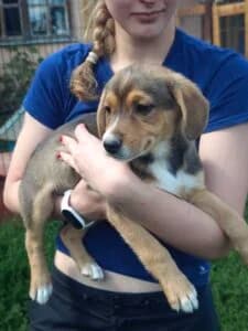 Kabi,  Mixed Breed for adoption at Fundacja Wzajemnie Pomocni