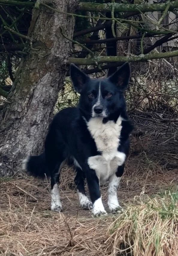 Kacperek,  Mixed Breed for adoption at Fundacja Wzajemnie Pomocni