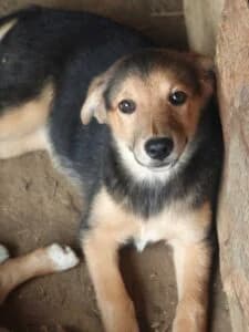 Kiara,  Mixed Breed for adoption at Fundacja Wzajemnie Pomocni