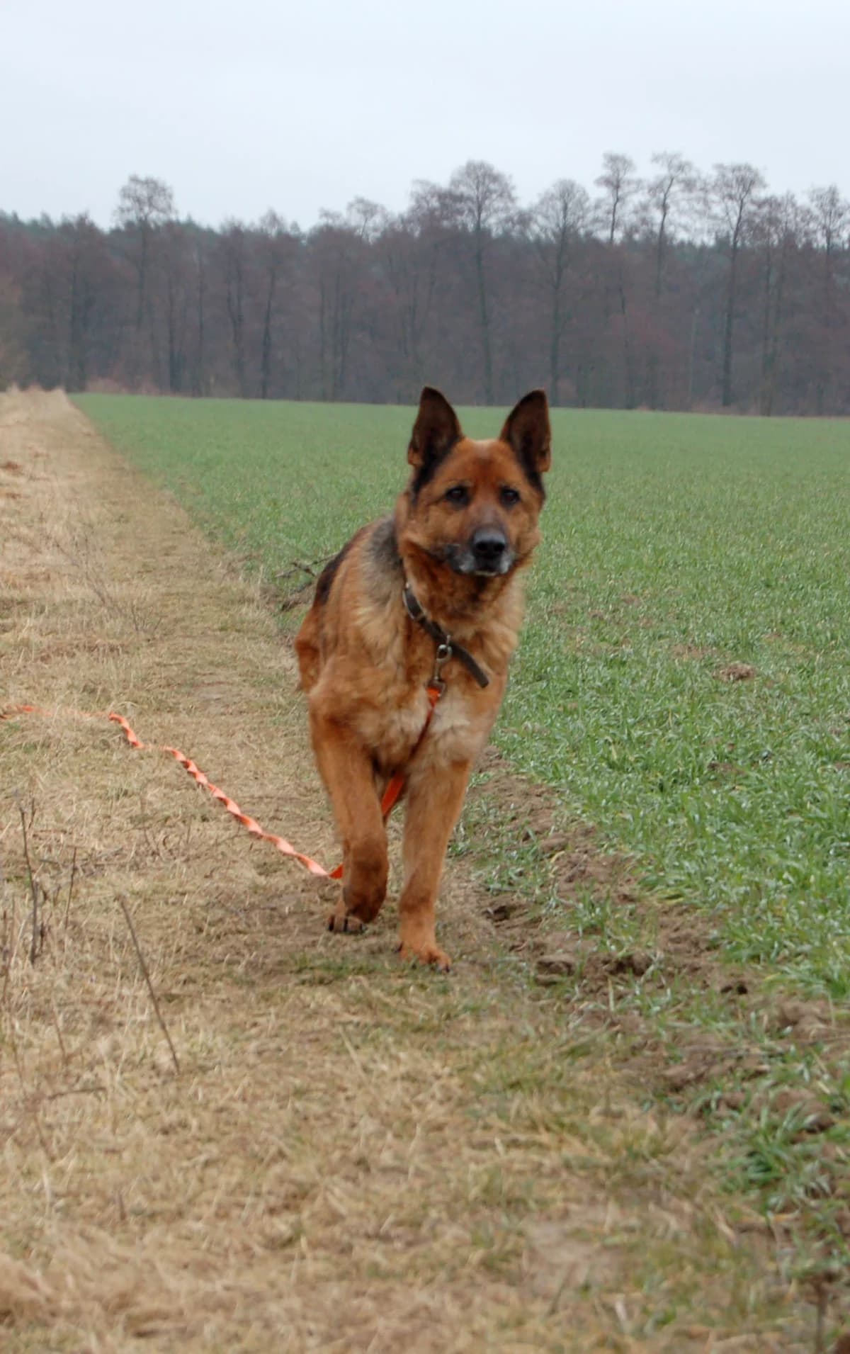 Lamia,  senior Mixed Breed for adoption at Fundacja Wzajemnie Pomocni