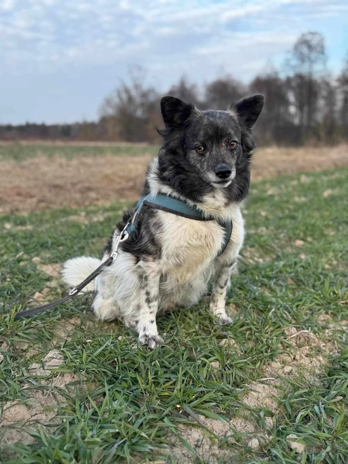 Latek, Mixed Breed (Fundacja Wzajemnie Pomocni)