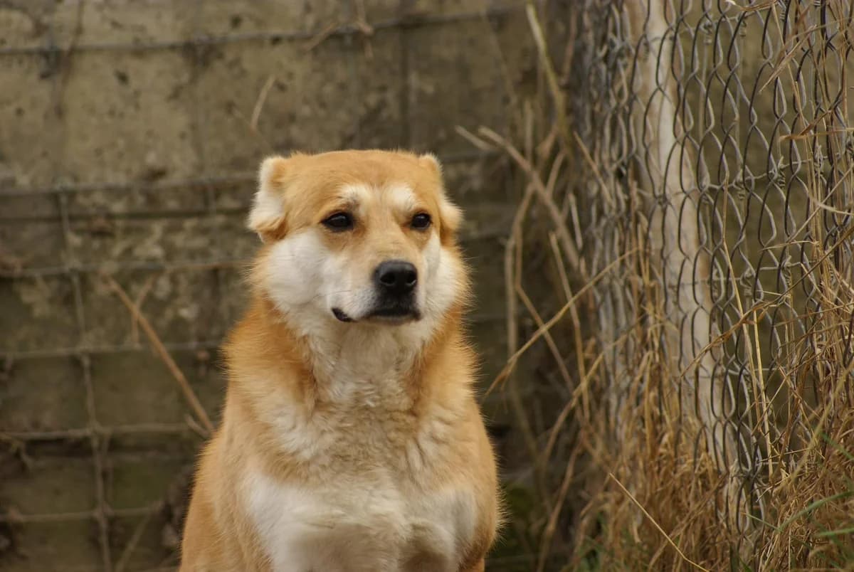 Lilka, Mixed Breed (Fundacja Wzajemnie Pomocni)