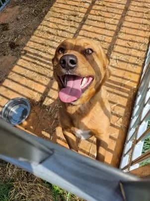 Linek, male 4yo Mixed Breed for adoption at Fundacja Wzajemnie Pomocni