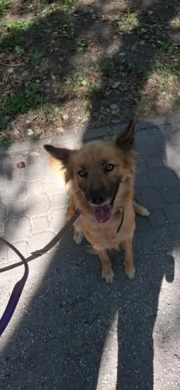 Lisia,  Mixed Breed for adoption at Fundacja Wzajemnie Pomocni
