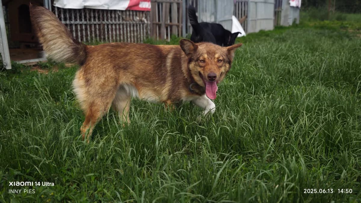 Lou,  Mixed Breed for adoption at Fundacja Wzajemnie Pomocni