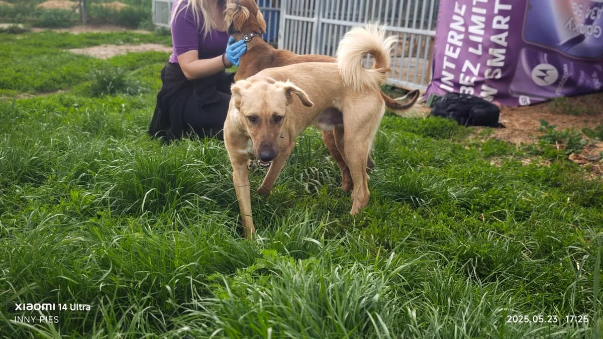 Lunar,  5yo Mixed Breed for adoption at Fundacja Wzajemnie Pomocni