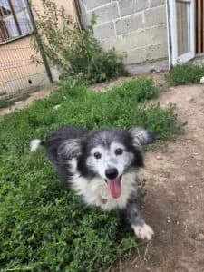 Minnie, Mixed Breed for adoption at Fundacja Wzajemnie Pomocni