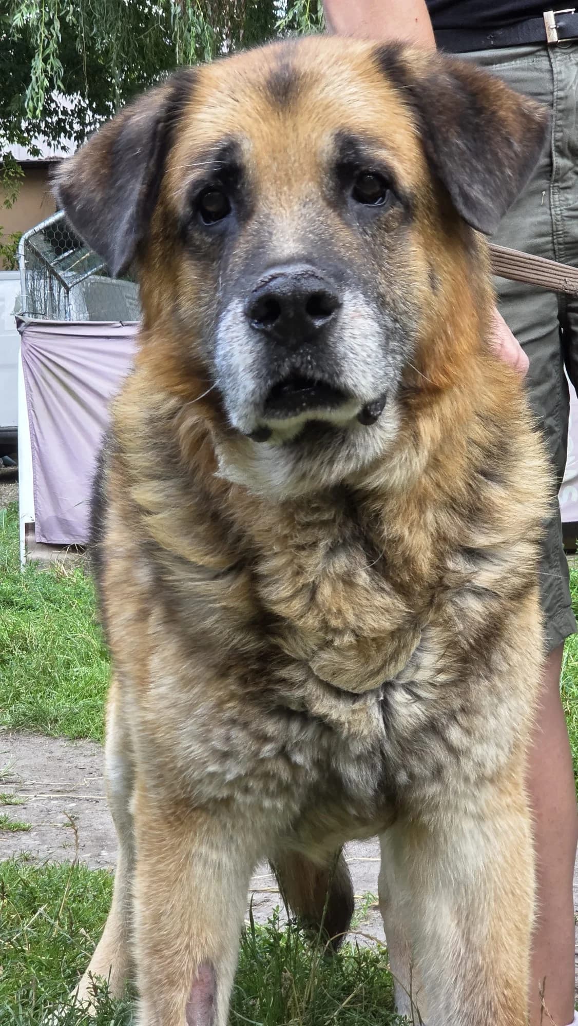 Mis,  senior Mixed Breed for adoption at Fundacja Wzajemnie Pomocni