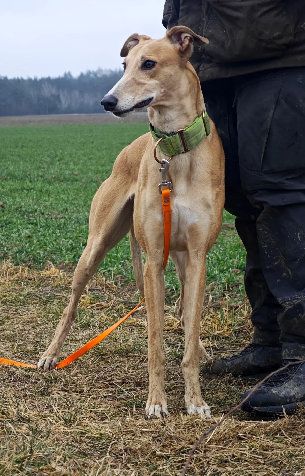 Mrija,  Mixed Breed for adoption at Fundacja Wzajemnie Pomocni