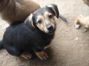 Nala,  Mixed Breed for adoption at Fundacja Wzajemnie Pomocni