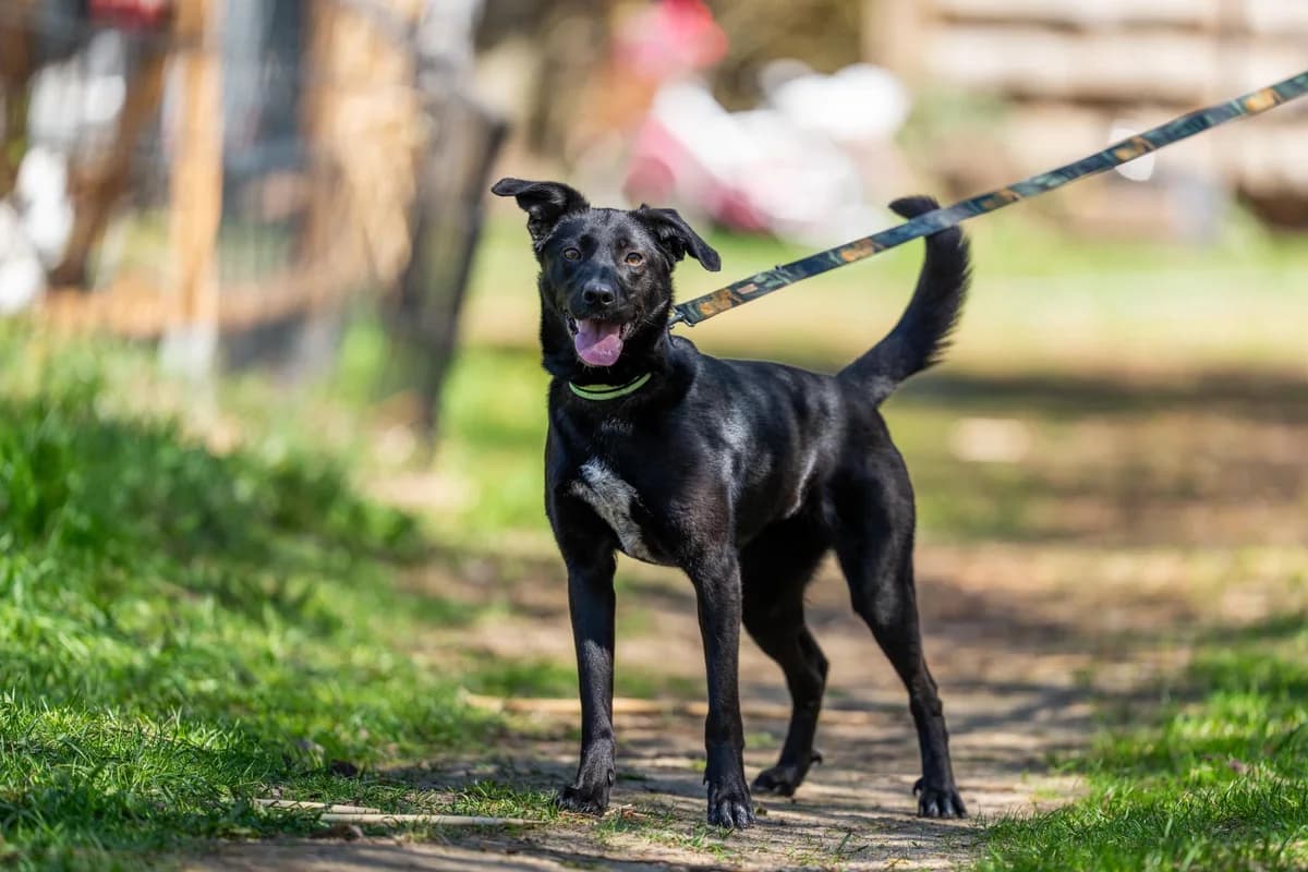 Negra, Mixed Breed (Fundacja Wzajemnie Pomocni)