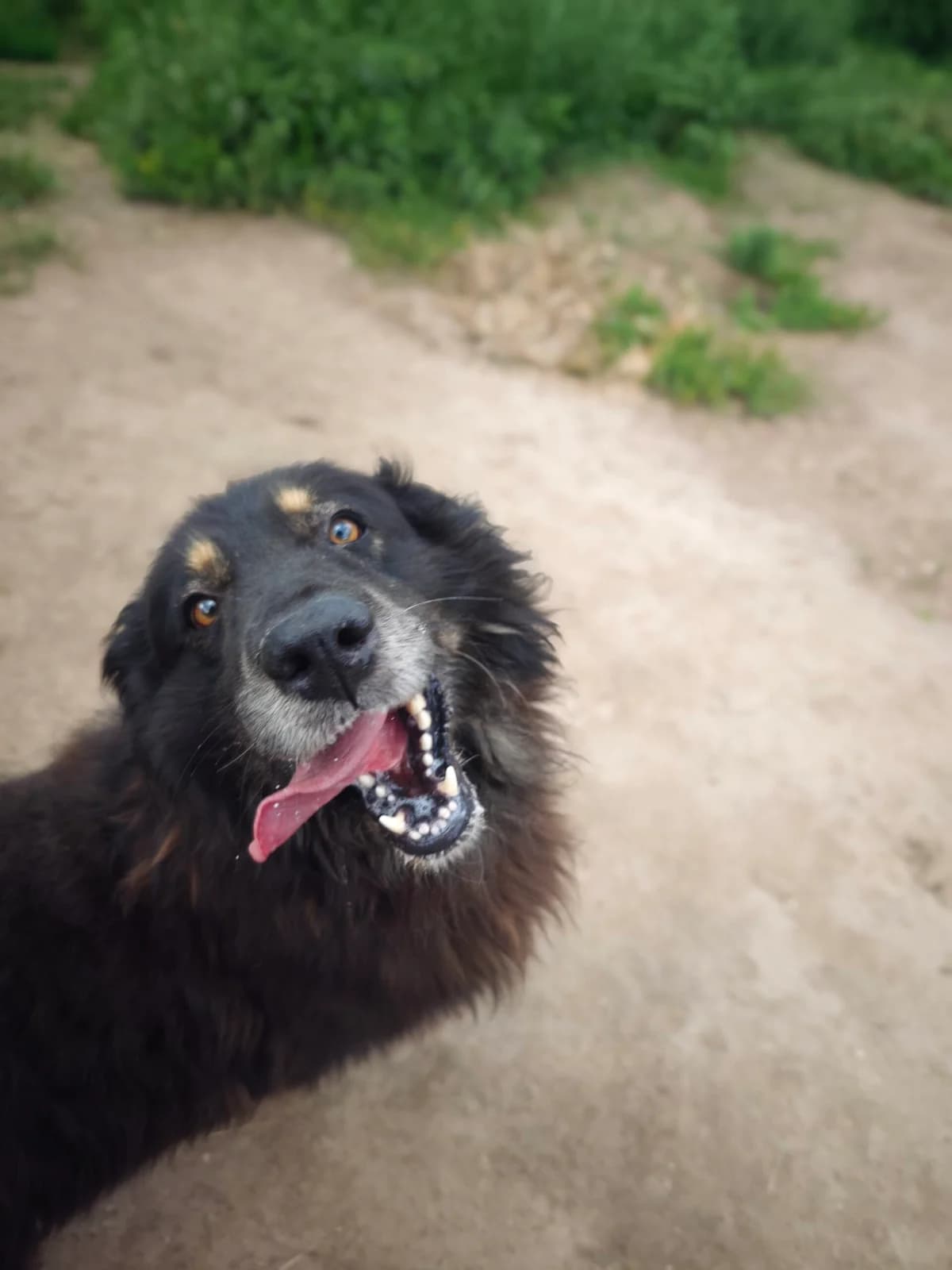 Nepal,  Mixed Breed for adoption at Fundacja Wzajemnie Pomocni