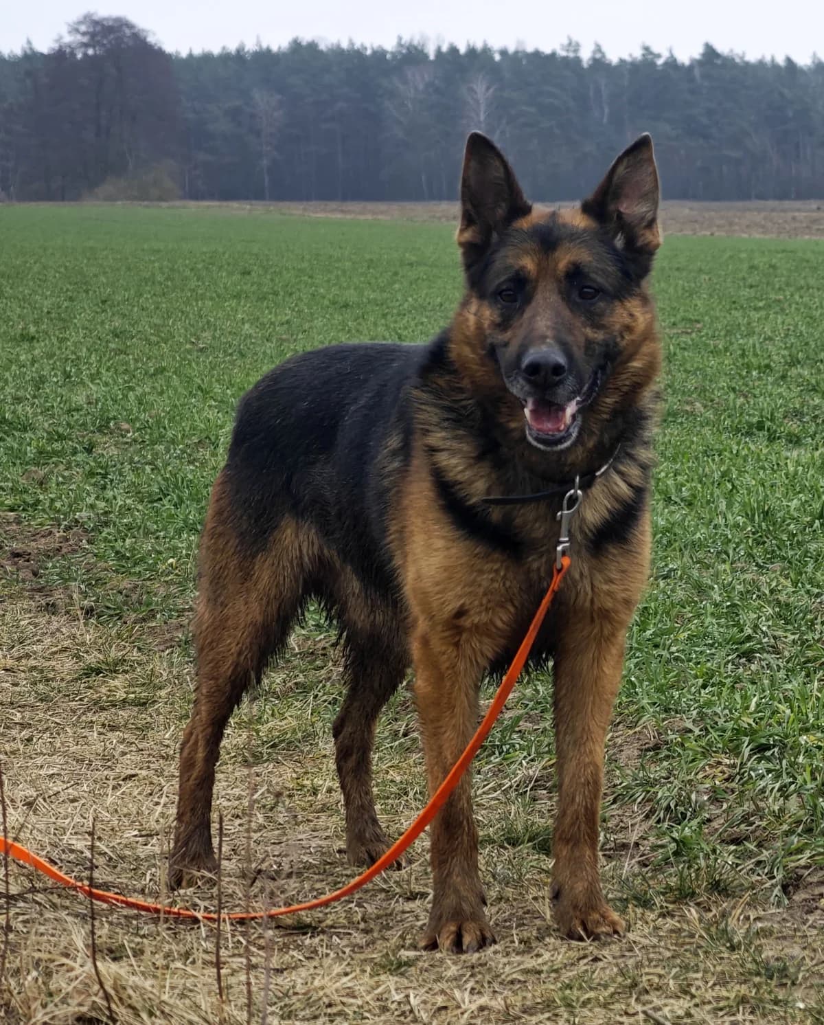 Neptun, Mixed Breed (Fundacja Wzajemnie Pomocni)