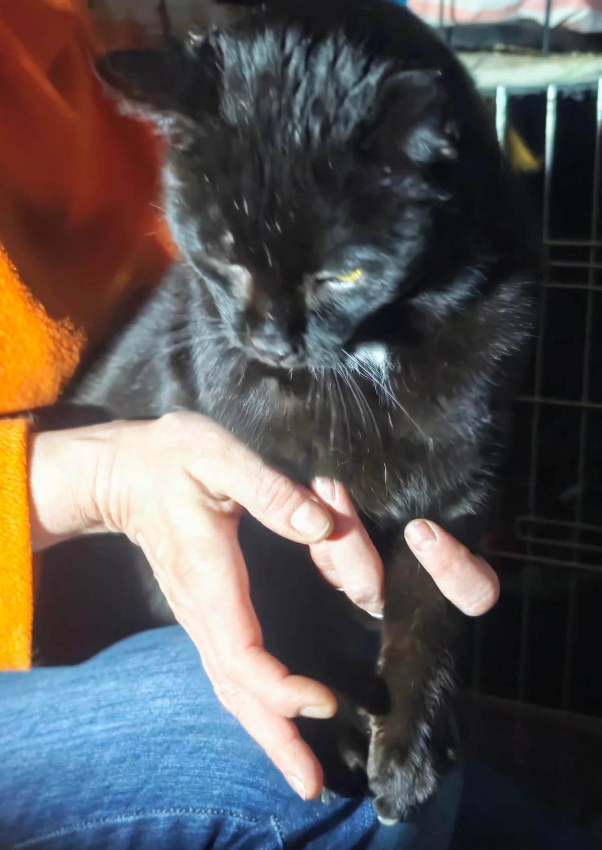 Nikos,  Mixed Breed for adoption at Fundacja Wzajemnie Pomocni