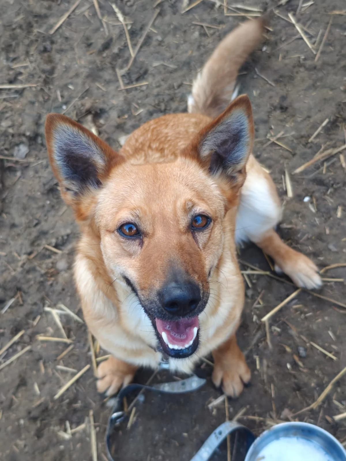 Nori, Mixed Breed (Fundacja Wzajemnie Pomocni)