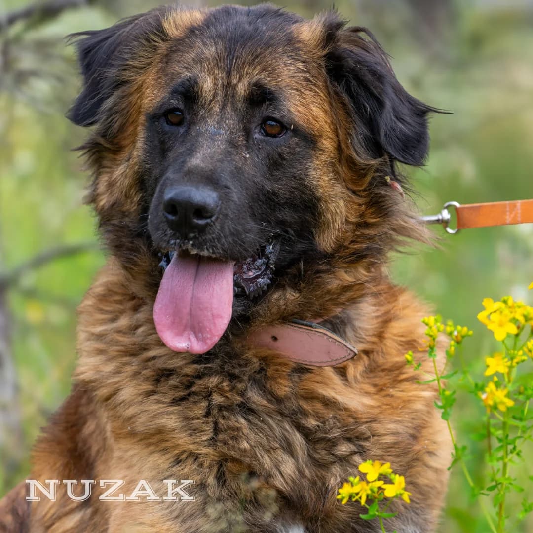 Nuzak, Mixed Breed (Fundacja Wzajemnie Pomocni)