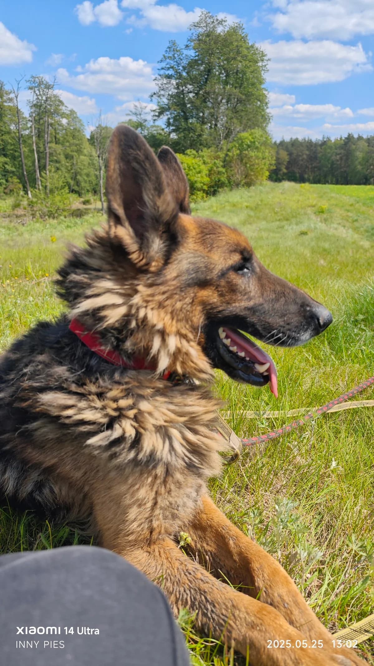 Ozi,  Mixed Breed for adoption at Fundacja Wzajemnie Pomocni