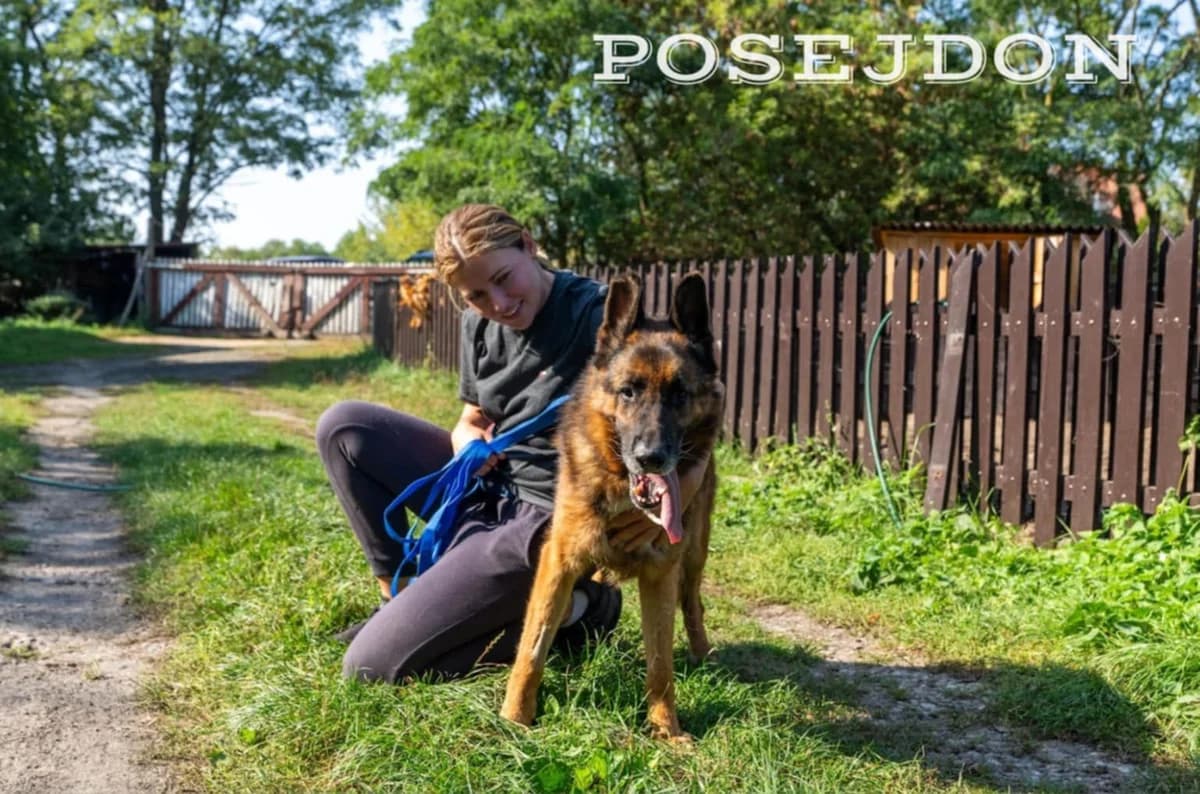 Posejdon, Mixed Breed (Fundacja Wzajemnie Pomocni)
