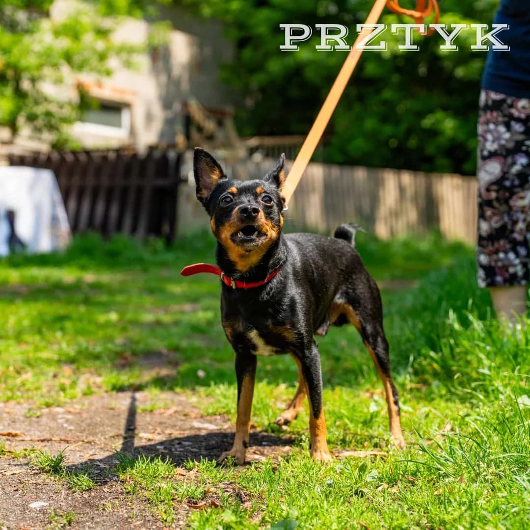 Prztyk,  young Mixed Breed for adoption at Fundacja Wzajemnie Pomocni