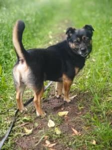Pypcik,  Mixed Breed for adoption at Fundacja Wzajemnie Pomocni