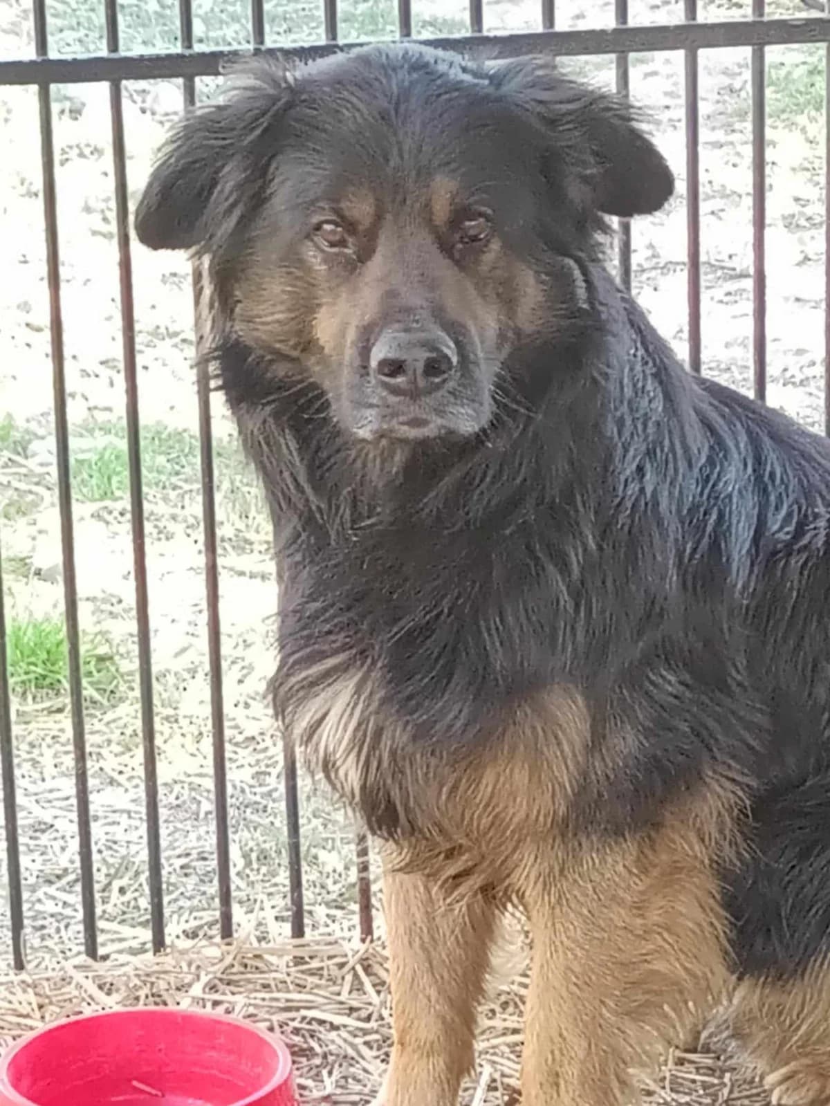 Radar, Mixed Breed (Fundacja Wzajemnie Pomocni)