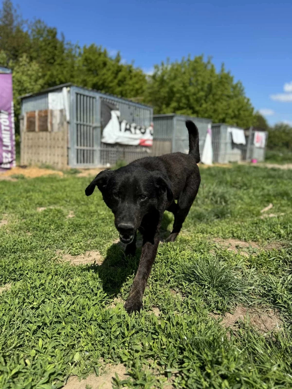 Rogal,  Mixed Breed for adoption at Fundacja Wzajemnie Pomocni