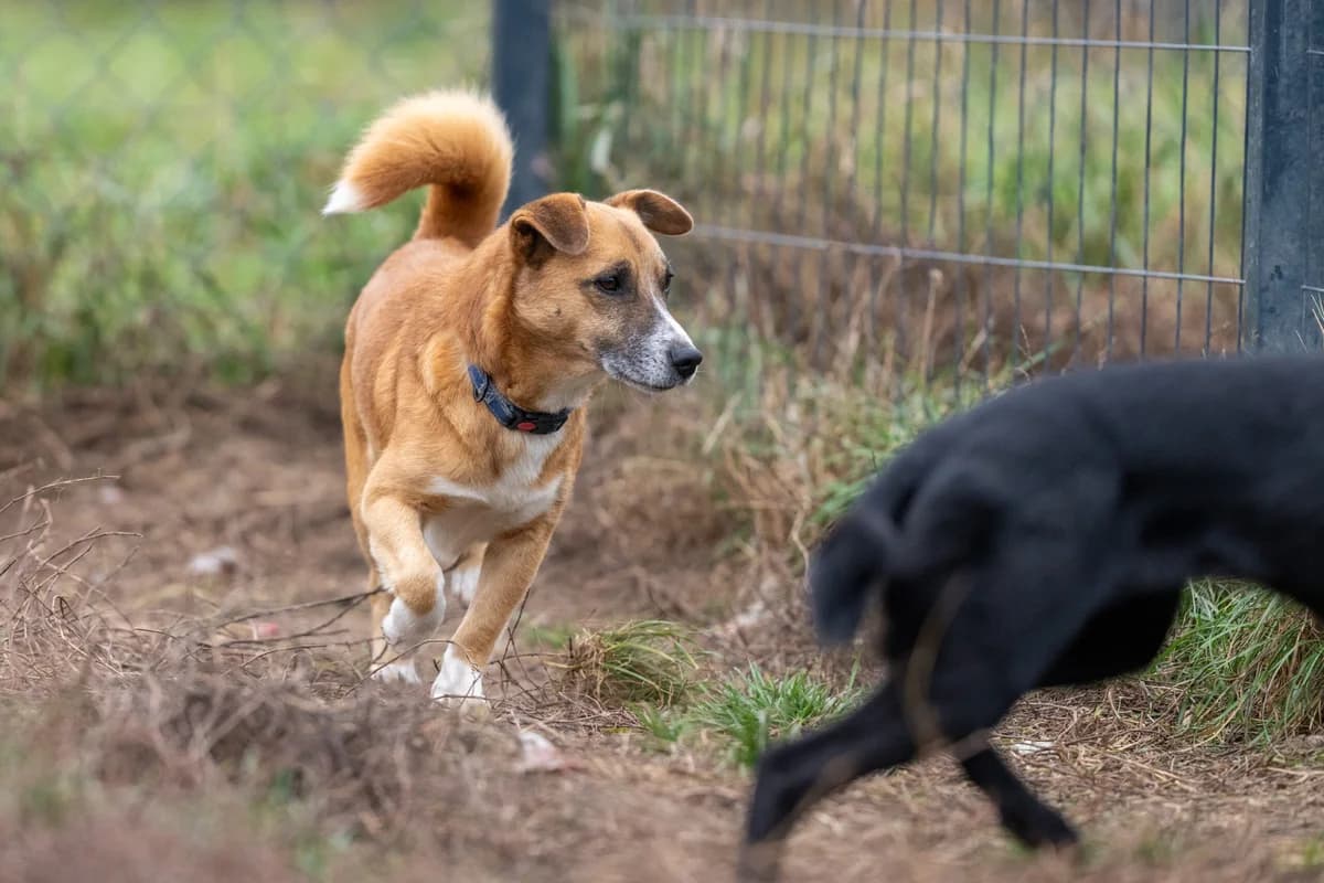 Rudy, male Mixed Breed for adoption at Fundacja Wzajemnie Pomocni