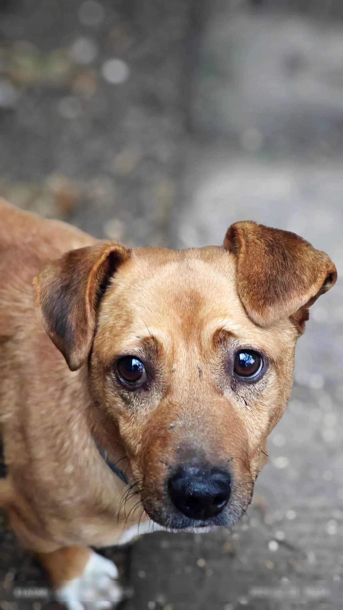 Rudzik, male young Mixed Breed for adoption at Fundacja Wzajemnie Pomocni