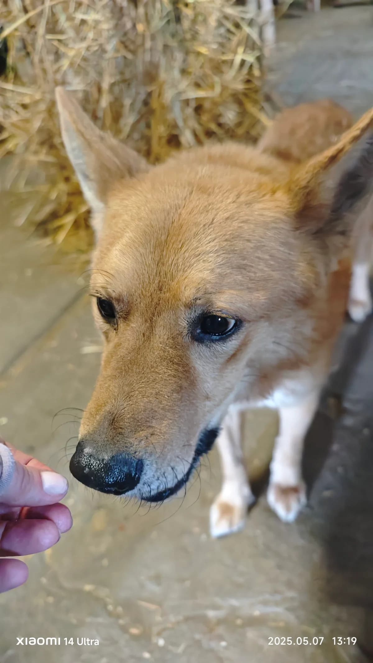 Rys,  Mixed Breed for adoption at Fundacja Wzajemnie Pomocni