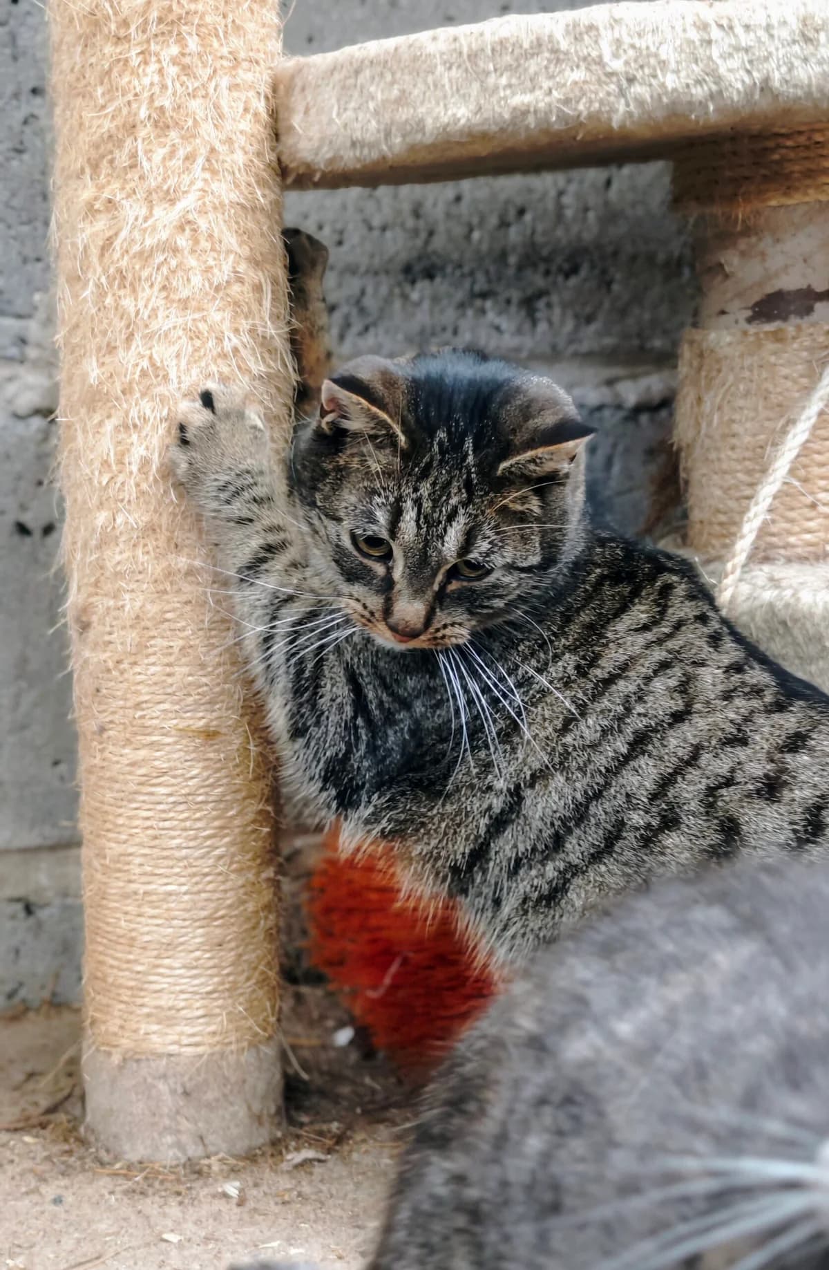 Rysia, male 3yo Mixed Breed for adoption at Fundacja Wzajemnie Pomocni