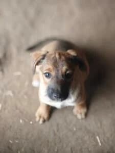 Sani,  Mixed Breed for adoption at Fundacja Wzajemnie Pomocni