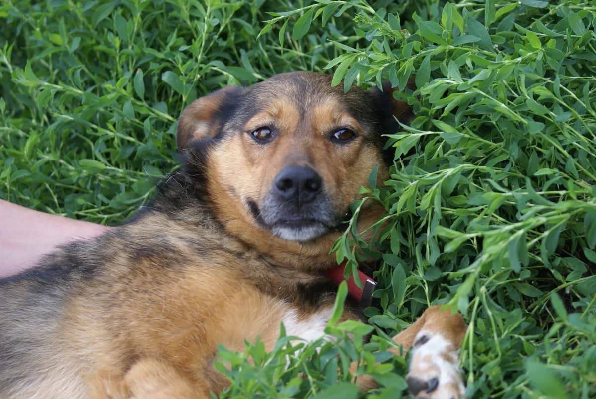 Sheili, Mixed Breed (Fundacja Wzajemnie Pomocni)