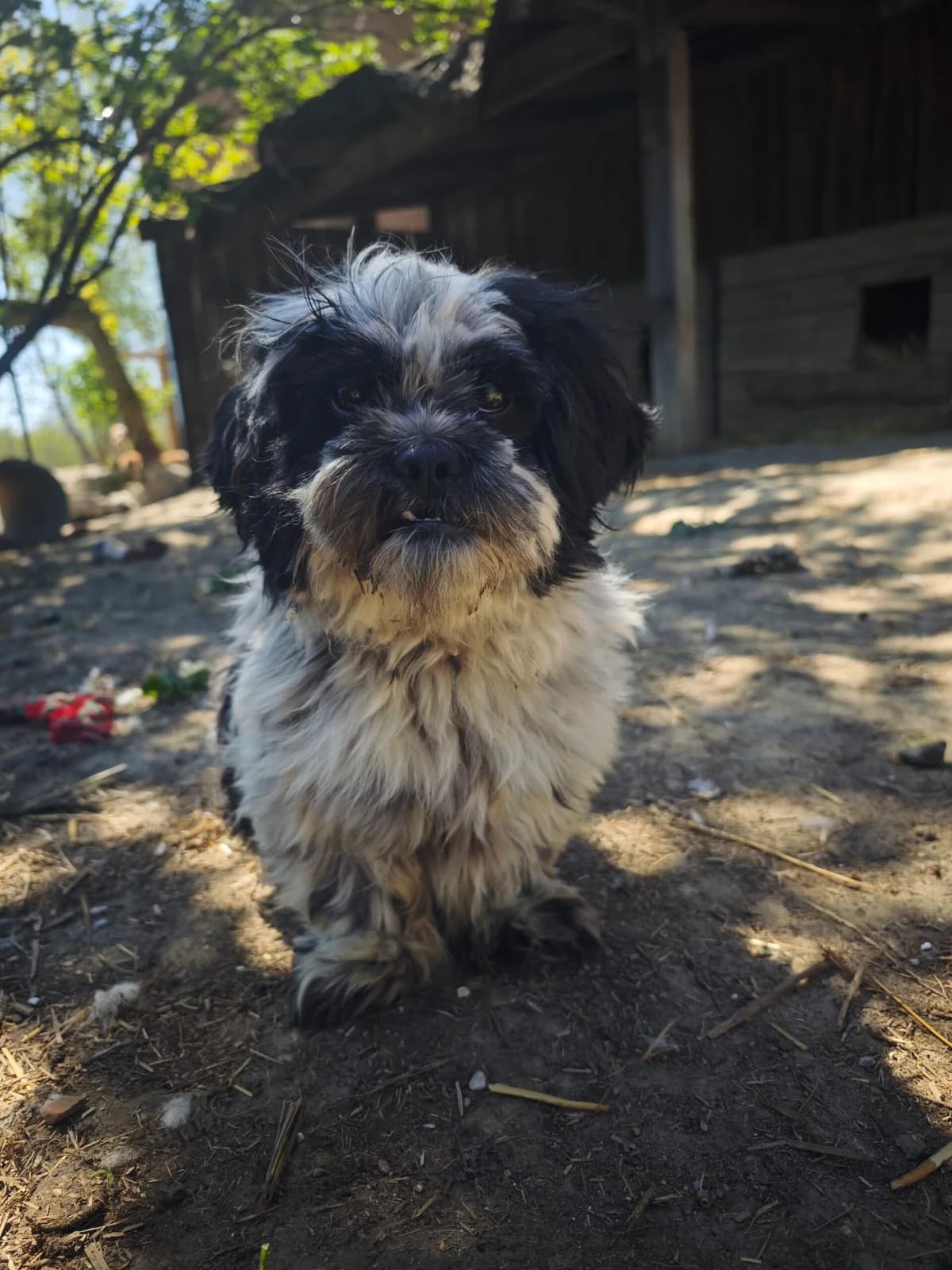 Shizi, Mixed Breed (Fundacja Wzajemnie Pomocni)