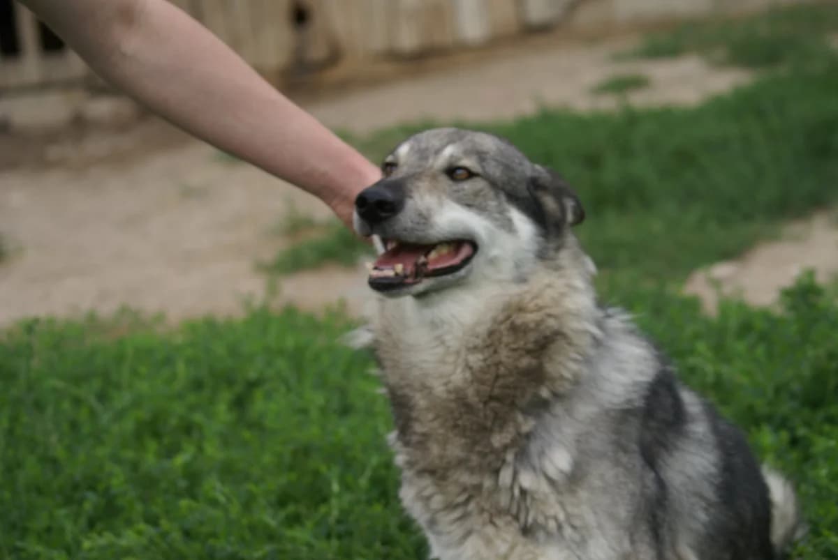 Sieryj, Mixed Breed (Fundacja Wzajemnie Pomocni)