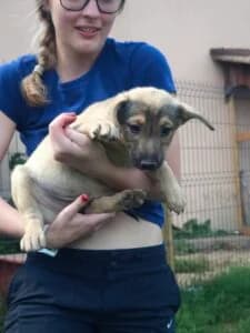 Tami,  Mixed Breed for adoption at Fundacja Wzajemnie Pomocni