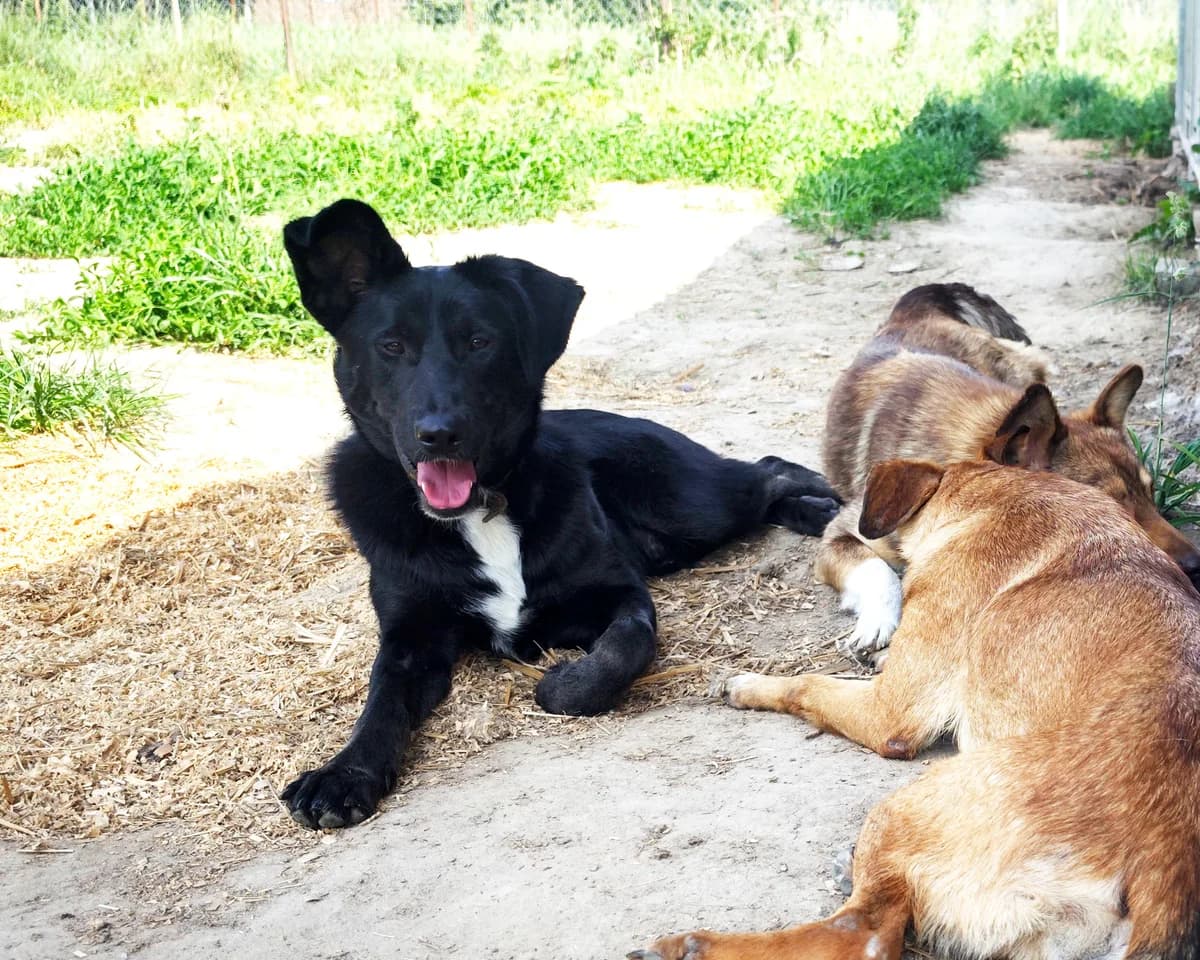 Tarik,  Mixed Breed for adoption at Fundacja Wzajemnie Pomocni