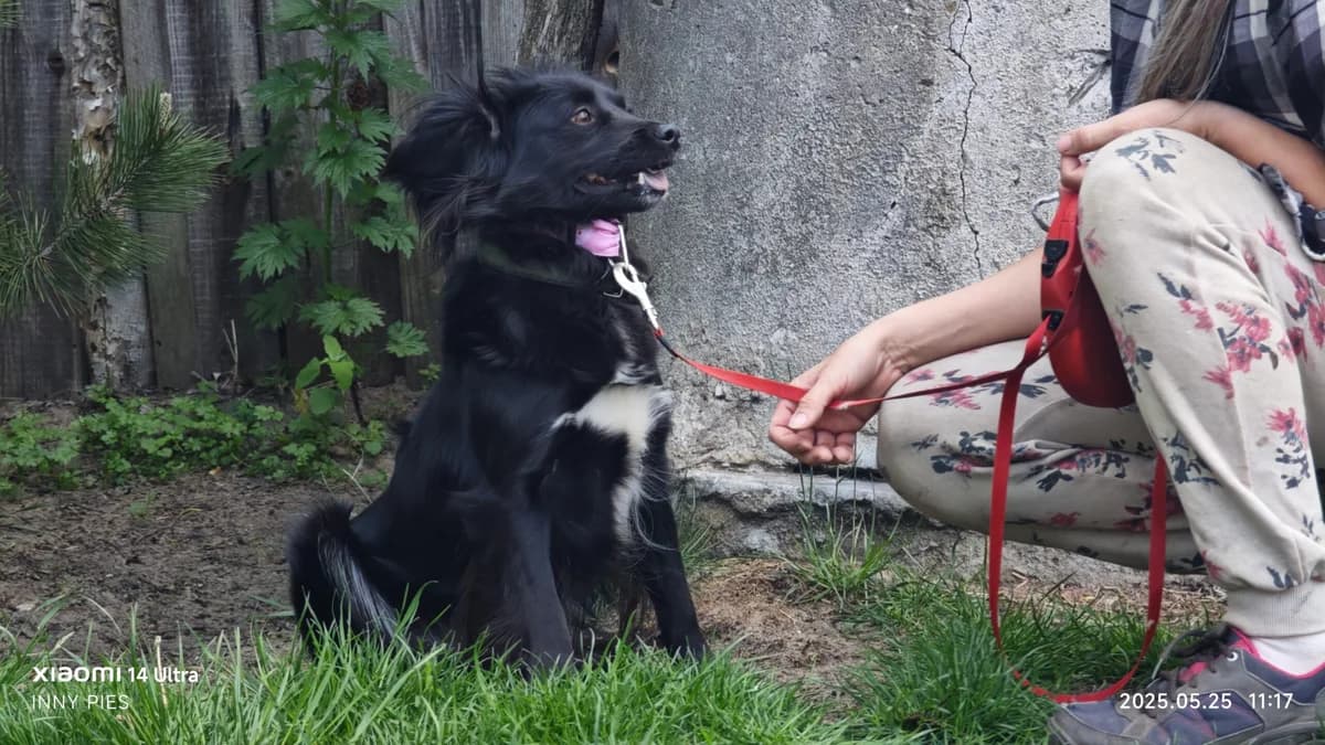 Tilli,  3yo Mixed Breed for adoption at Fundacja Wzajemnie Pomocni