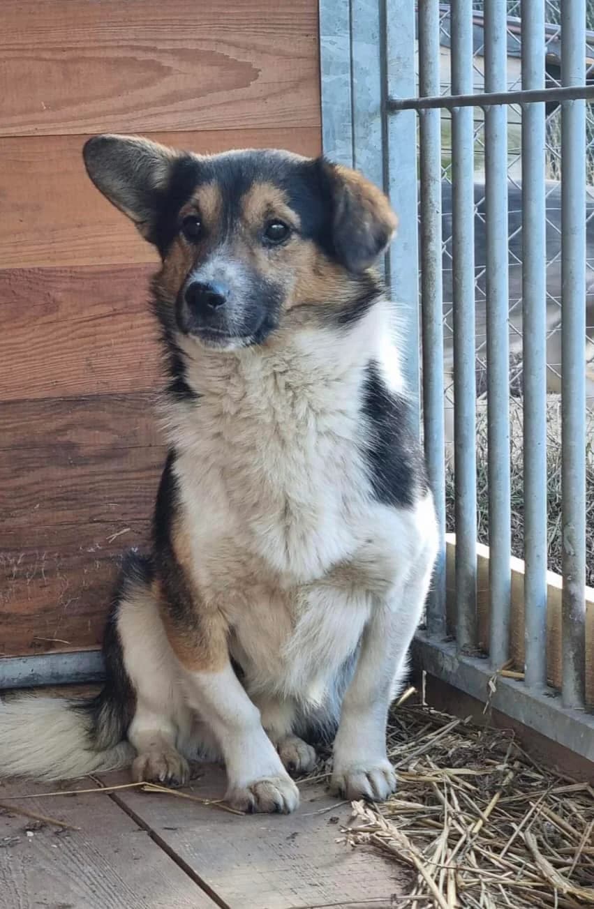 Troczek, Mixed Breed (Fundacja Wzajemnie Pomocni)