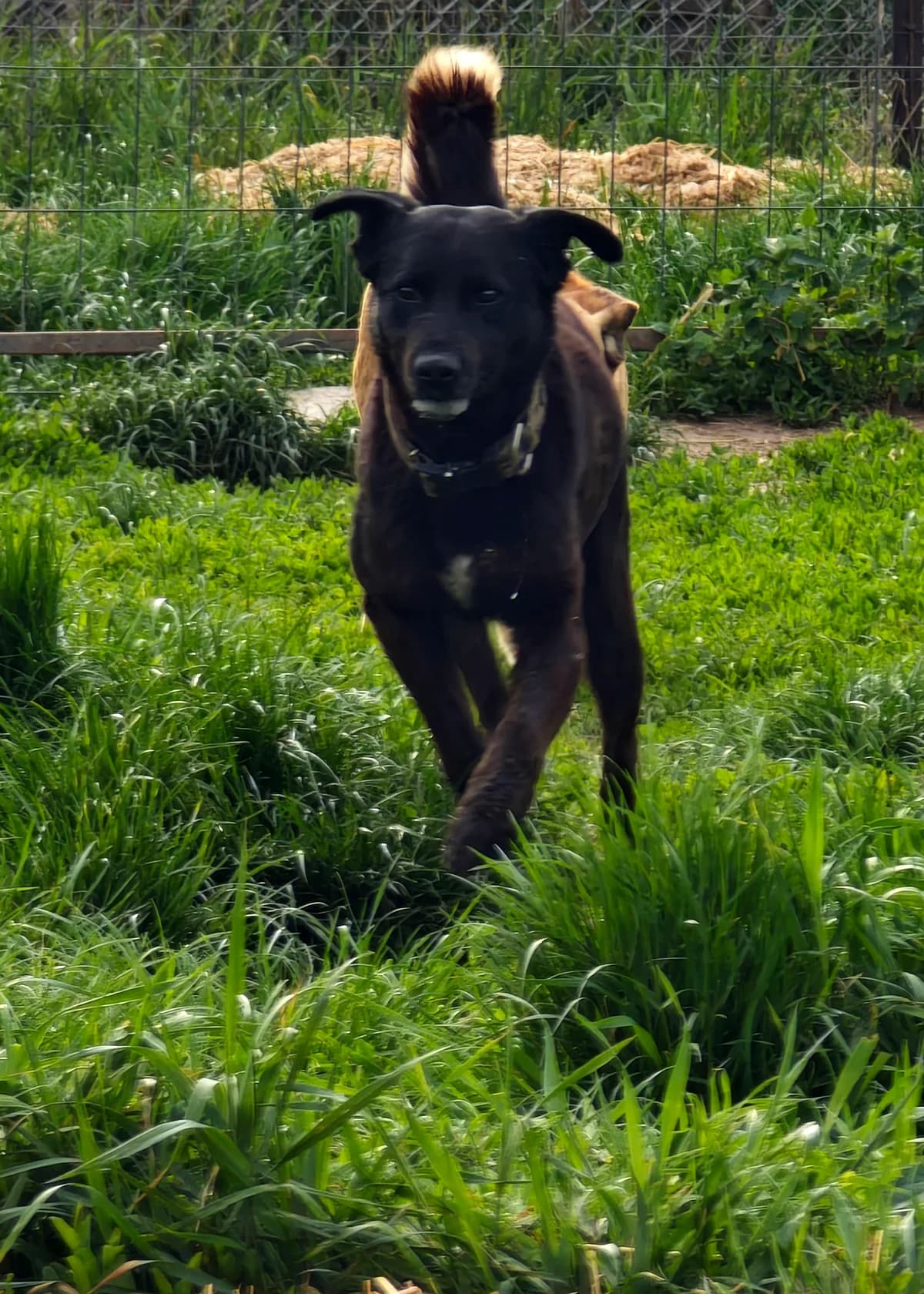 Valor,  Mixed Breed for adoption at Fundacja Wzajemnie Pomocni