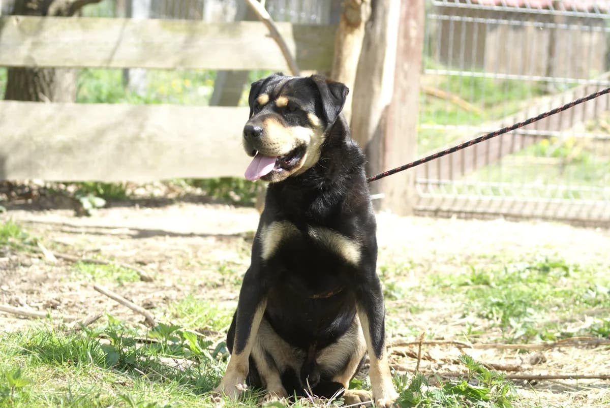 Ying, Mixed Breed (Fundacja Wzajemnie Pomocni)